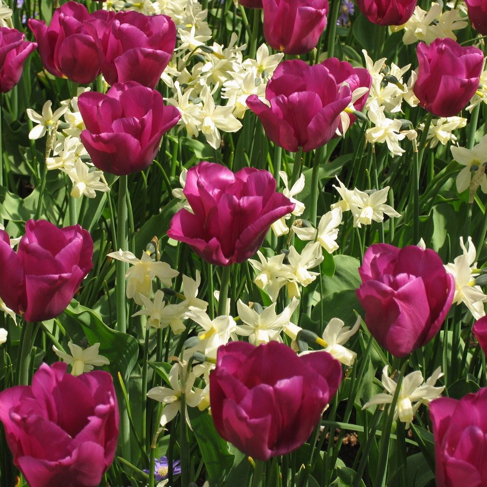 <i>Narcissus</i> 'Toto'
