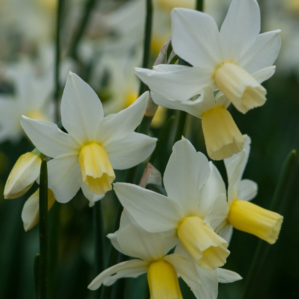 <i>Narcissus</i> 'Toto'