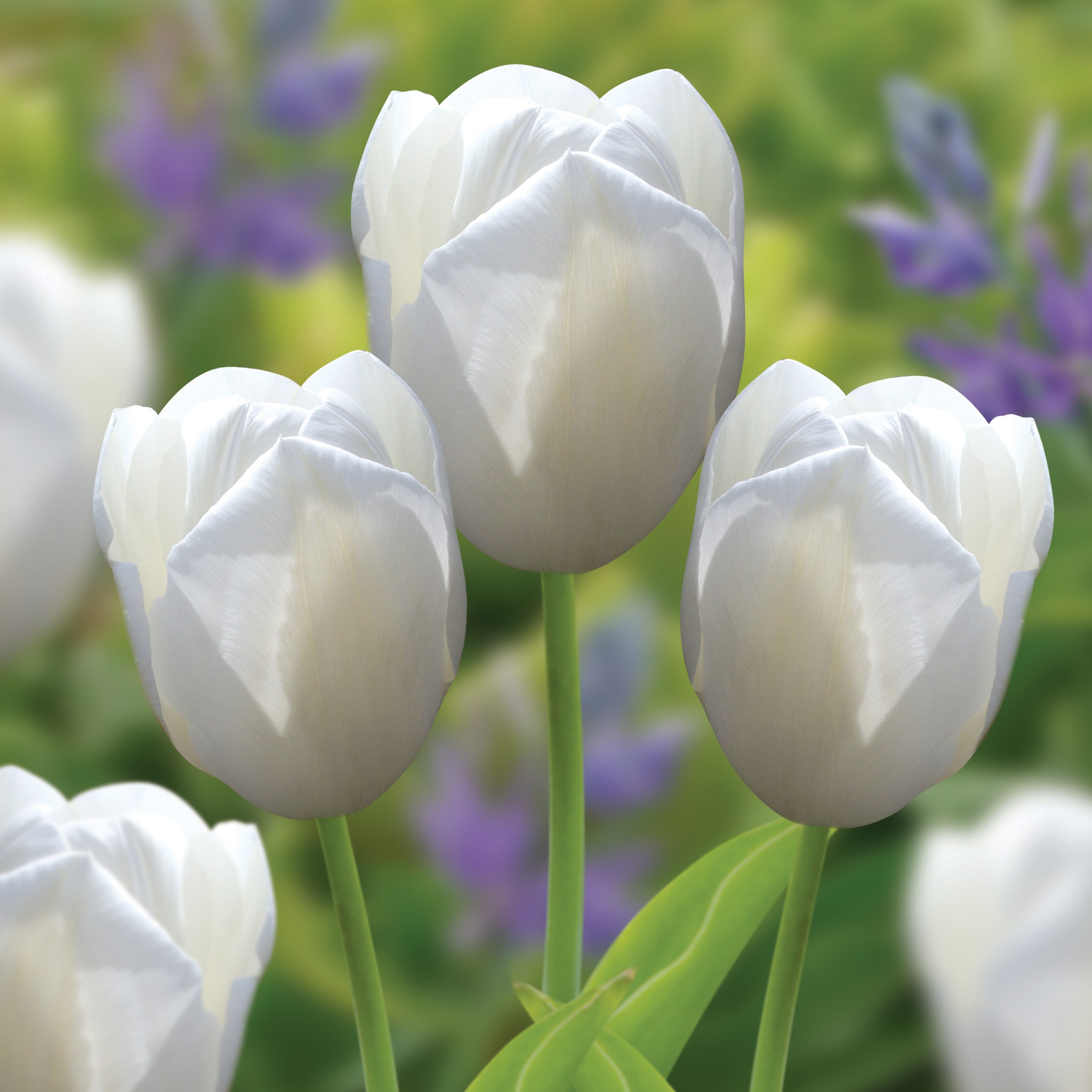 <i>Tulipa</i> 'Catherina'