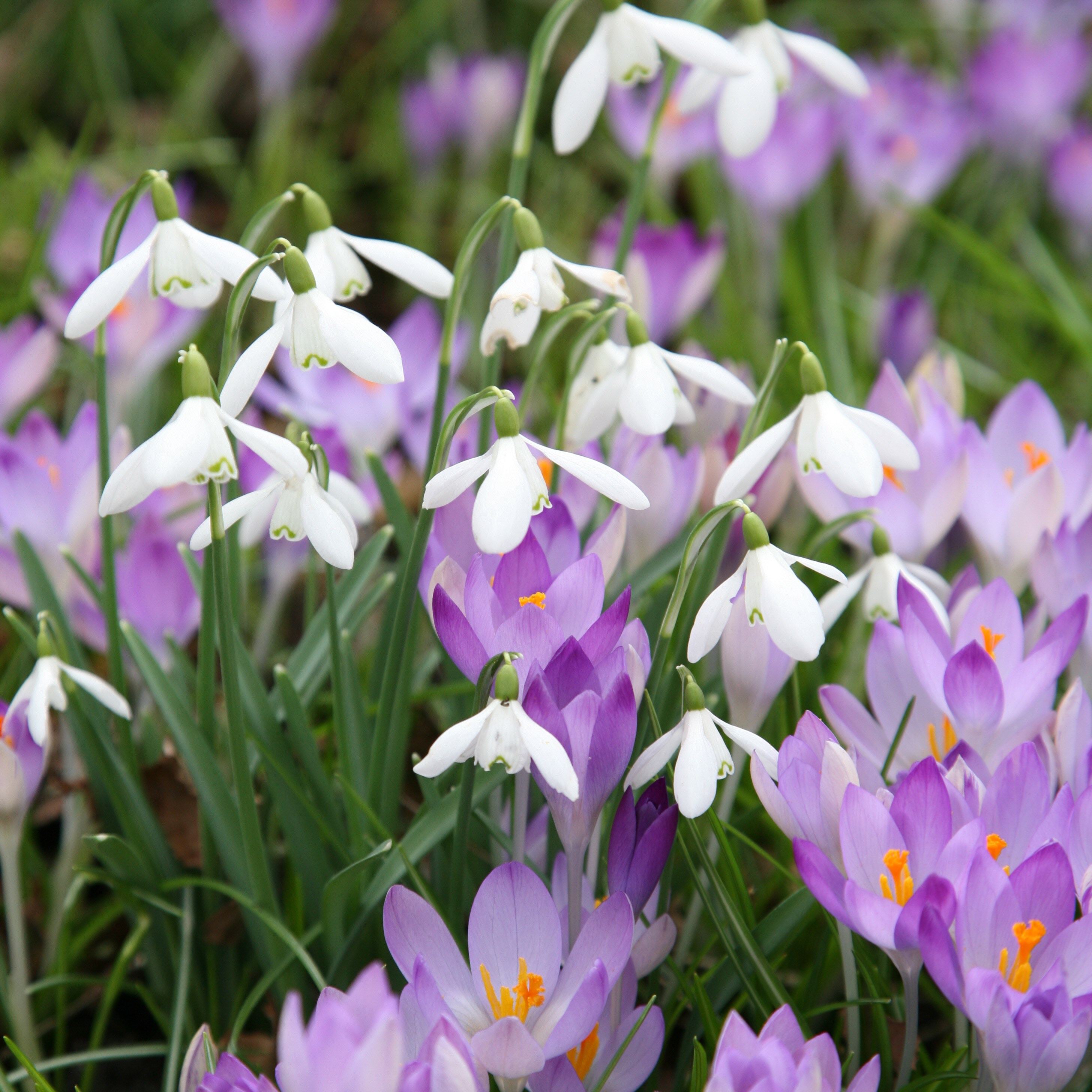 Crocus & snowdrop collection