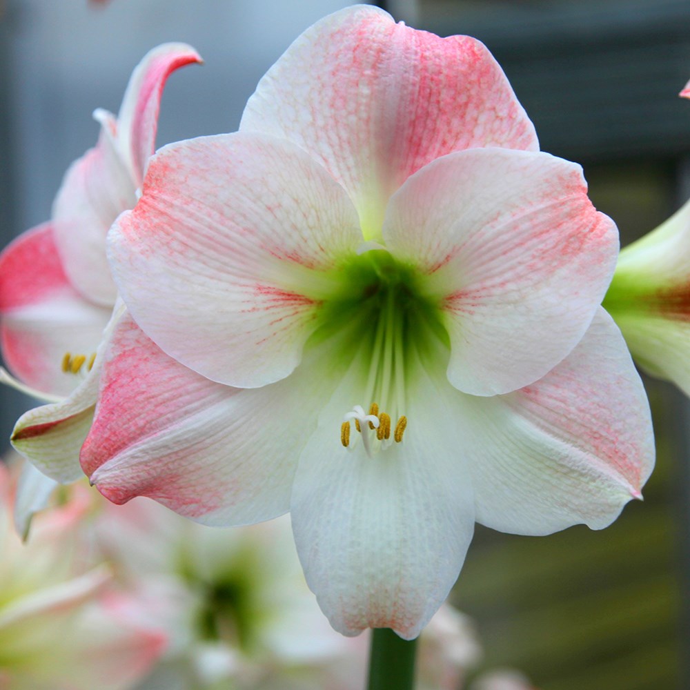 <i>Hippeastrum</i> (Galaxy Group) 'Apple Blossom'

