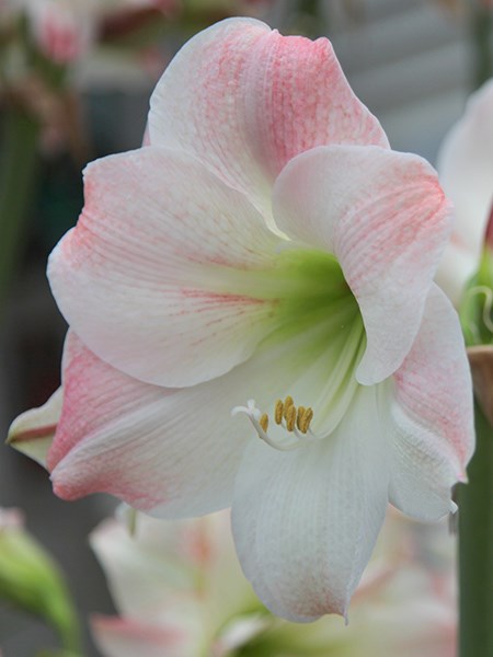 <i>Hippeastrum</i> (Galaxy Group) 'Apple Blossom'
