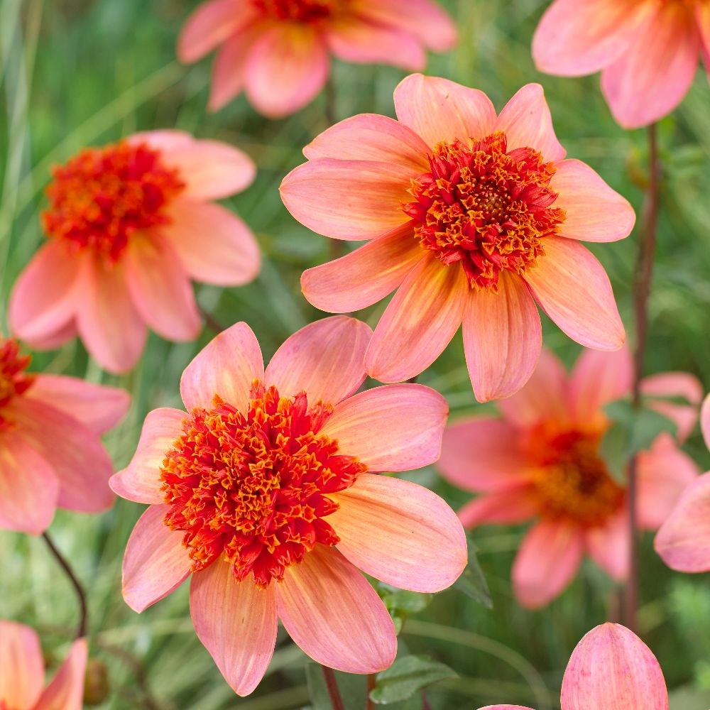 <i>Dahlia</i> 'Totally Tangerine'