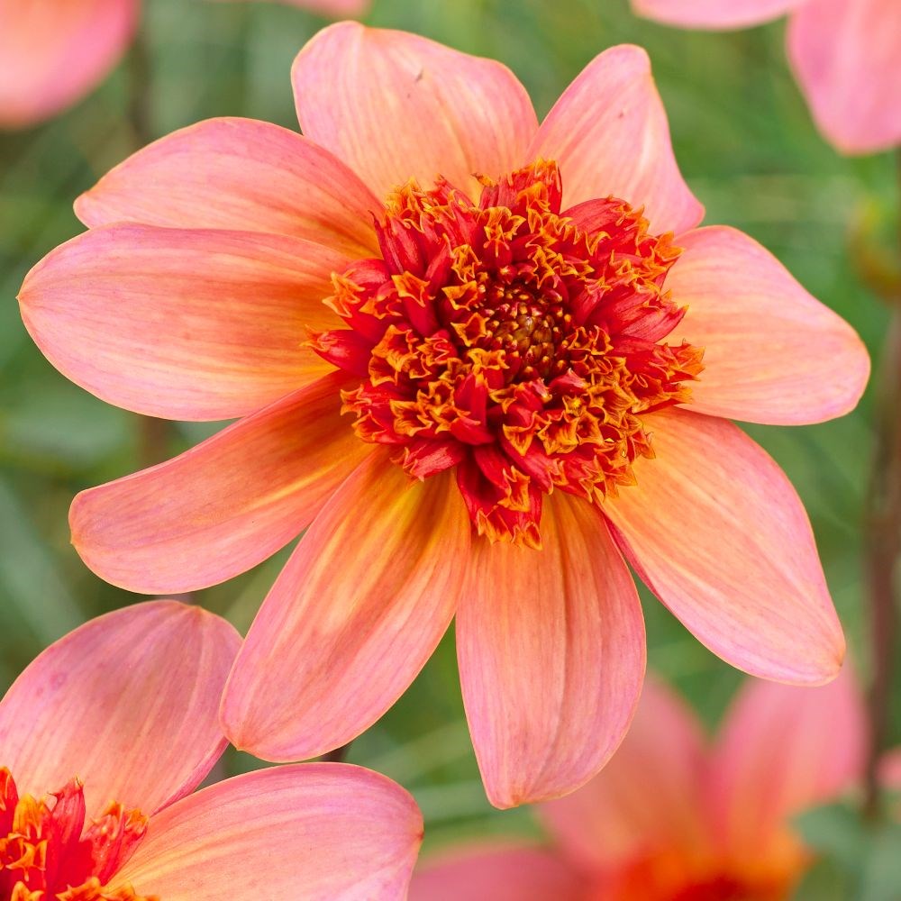 <i>Dahlia</i> 'Totally Tangerine'