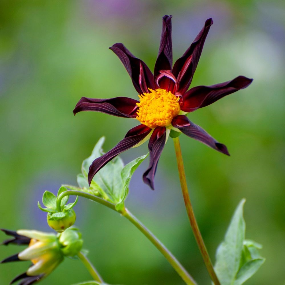 <I>Dahlia</i> 'Verrone's Obsidian'