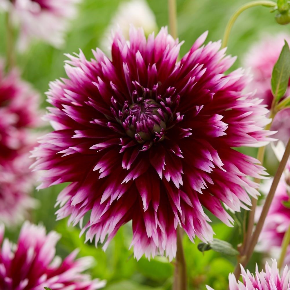<i>Dahlia</i> 'Alauna Clair-obscur'