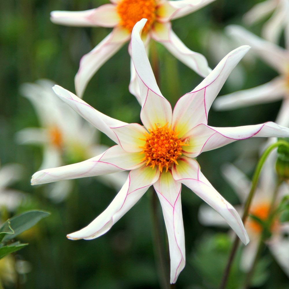 <i>Dahlia</i> 'Honka Fragile'