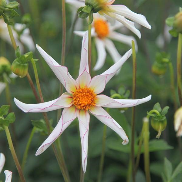 <i>Dahlia</i> 'Honka Fragile'