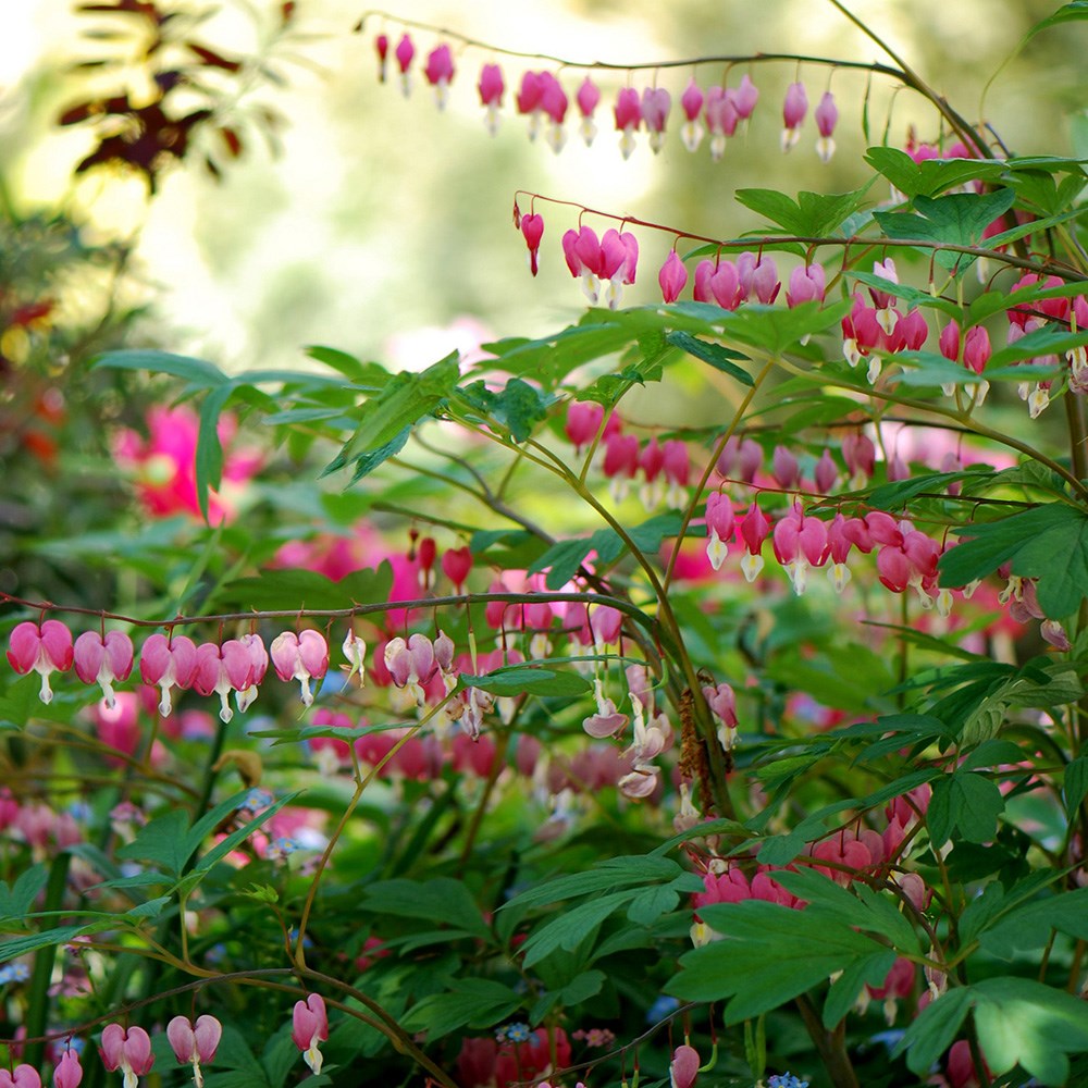 <i>Lamprocapnos spectabilis</i> 