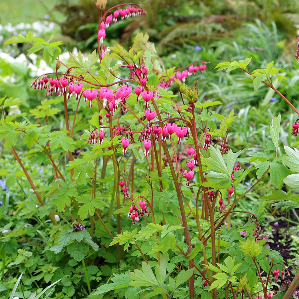 <i>Lamprocapnos spectabilis</i> 