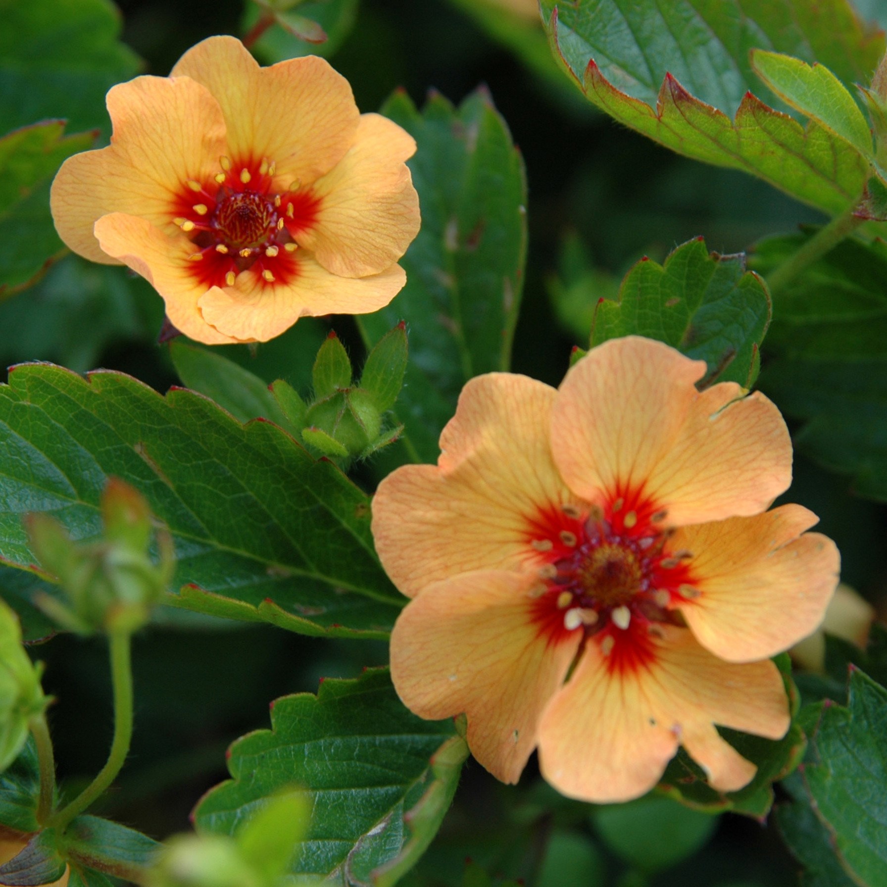 <I>Potentilla</i> × <i>tonguei</i>
