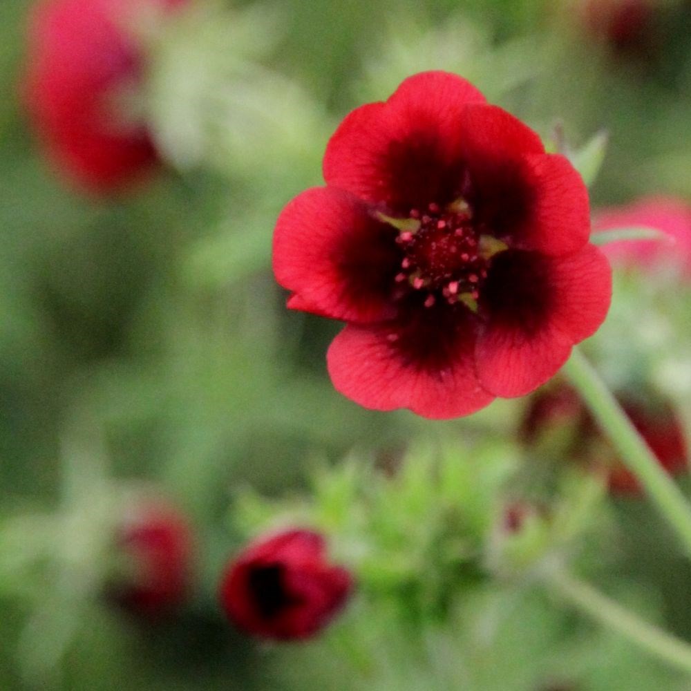 <i>Potentilla thurberi</i> 'Monarch's Velvet'