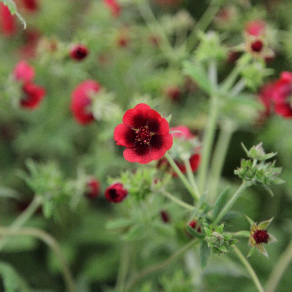 <i>Potentilla thurberi</i> 'Monarch's Velvet'