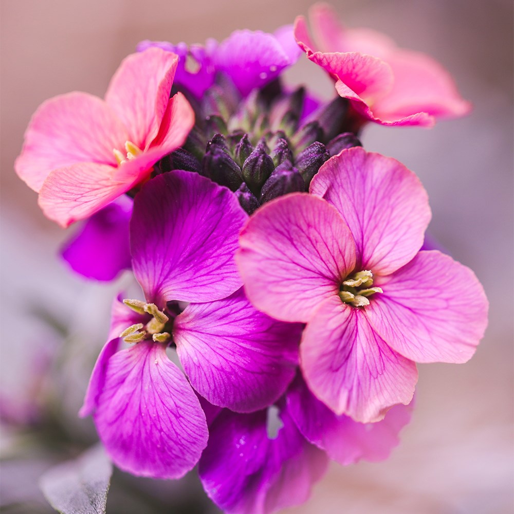 <i>Erysimum</i> 'Constant Cheer'