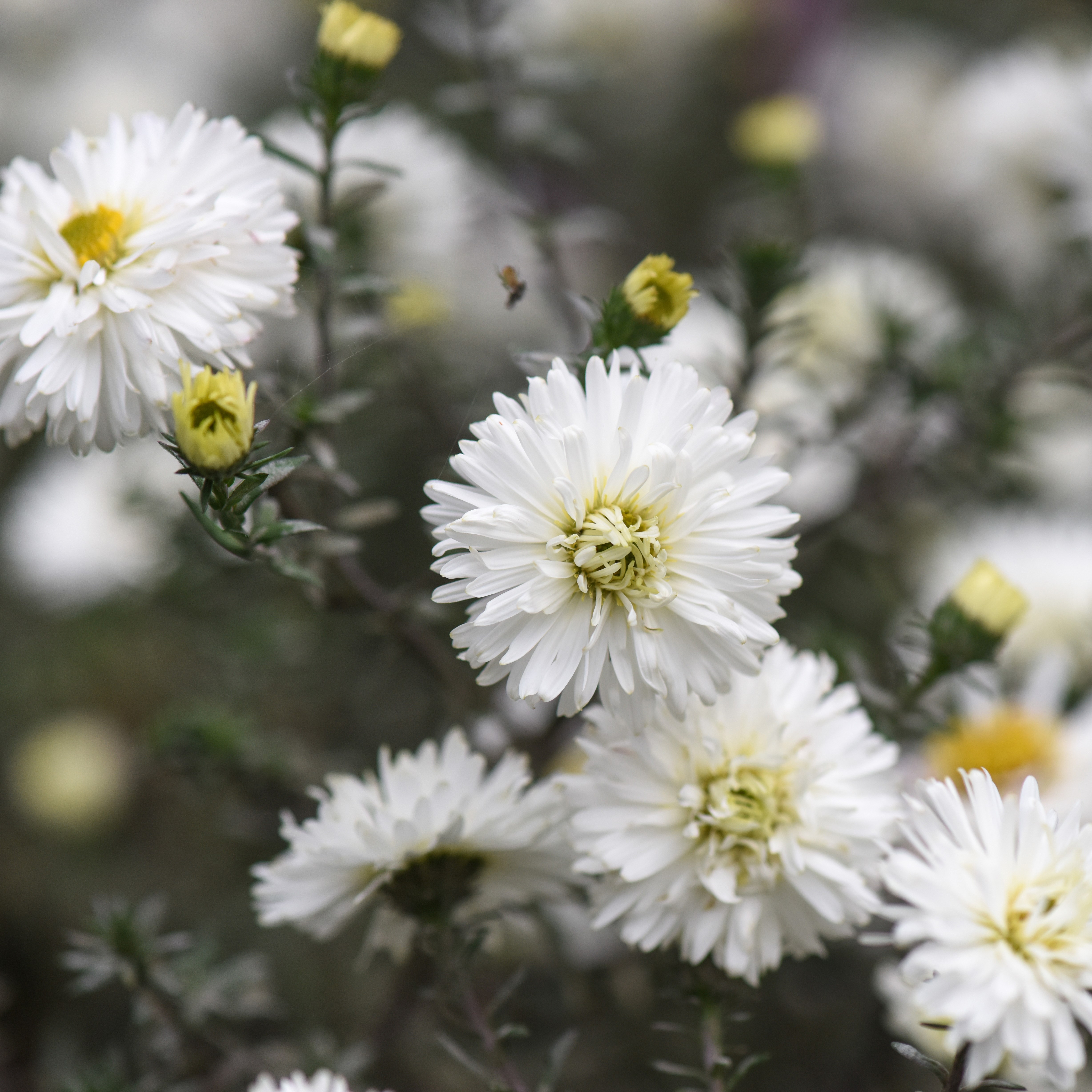<I>Symphyotrichum novi-belgii</i> 'White Ladies'