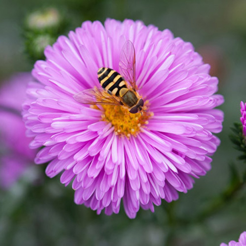 <i>Symphyotrichum novi-belgii</i> 'Patricia Ballard'