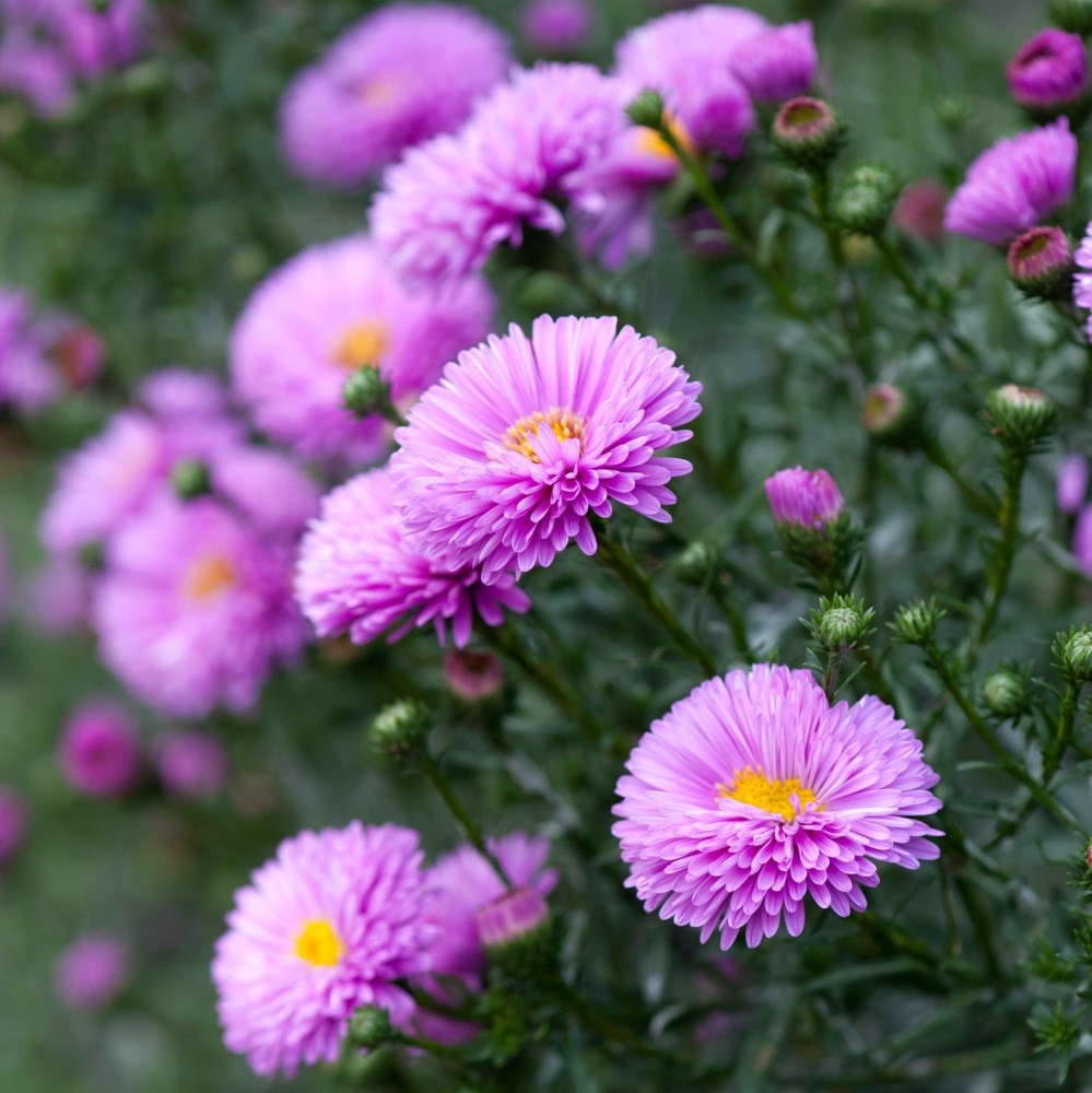 <i>Symphyotrichum novi-belgii</i> 'Patricia Ballard'