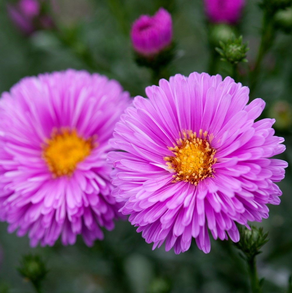 <i>Symphyotrichum novi-belgii</i> 'Patricia Ballard'