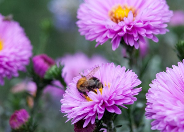 <i>Symphyotrichum novi-belgii</i> 'Patricia Ballard'