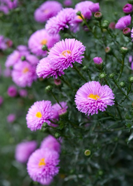 <i>Symphyotrichum novi-belgii</i> 'Patricia Ballard'