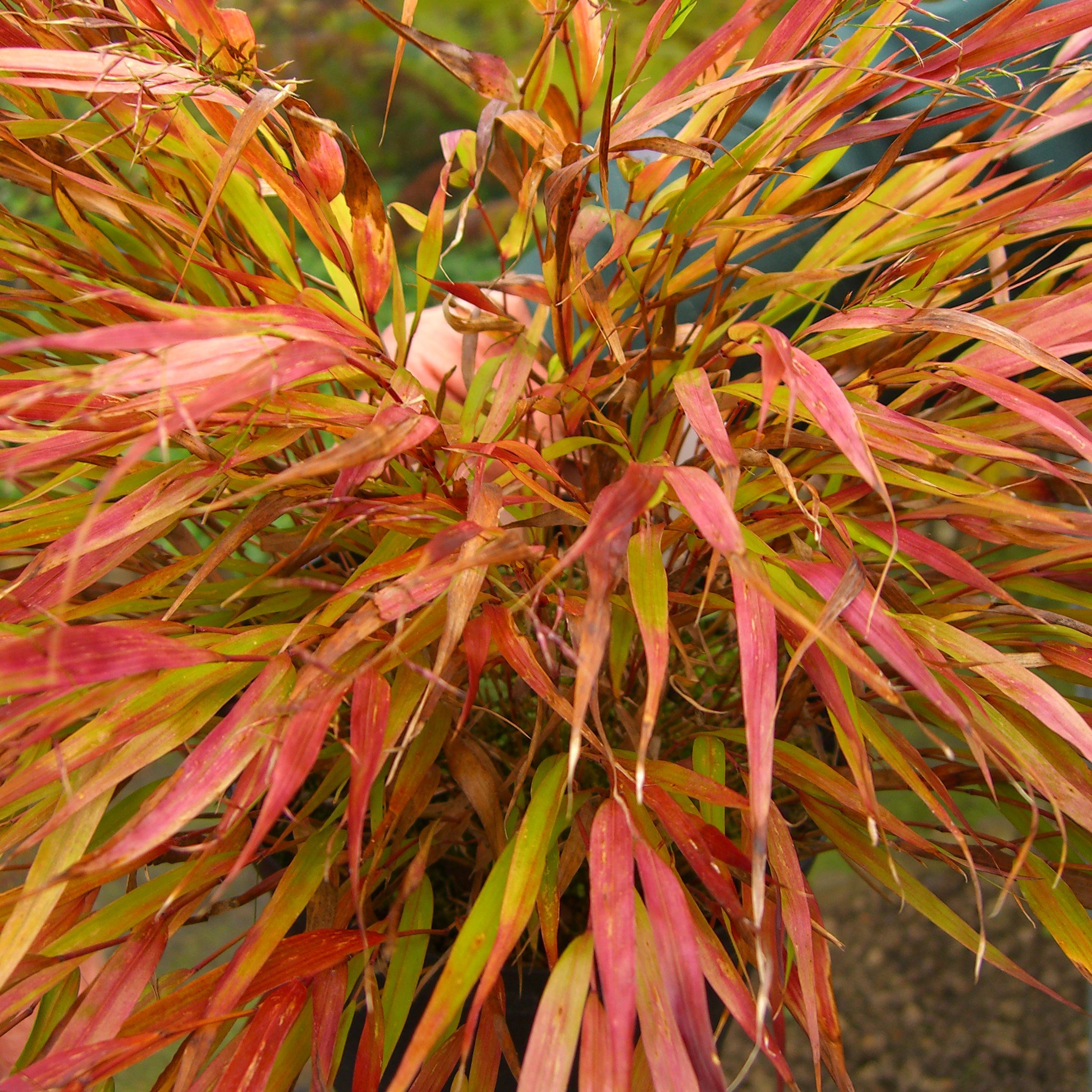 <i>Hakonechloa macra</i> 'Nicolas'