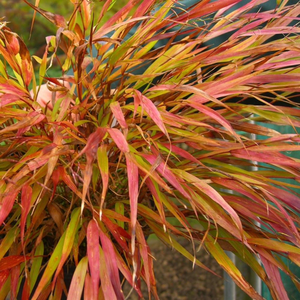 <i>Hakonechloa macra</i> 'Nicolas'