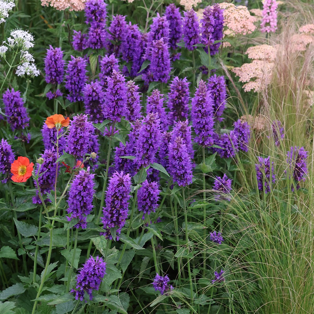 <i>Agastache</i> 'Blue Boa' (PBR)
