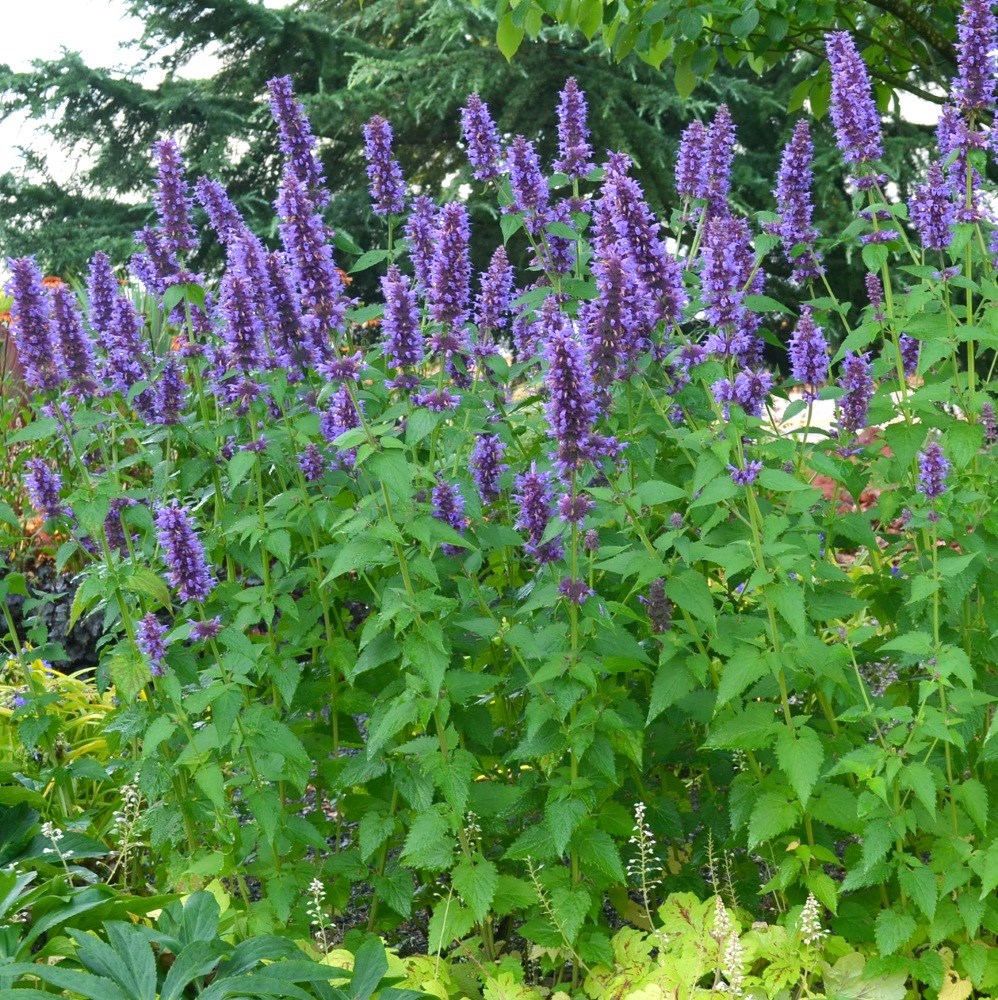 <i>Agastache</i> 'Blue Boa' (PBR)