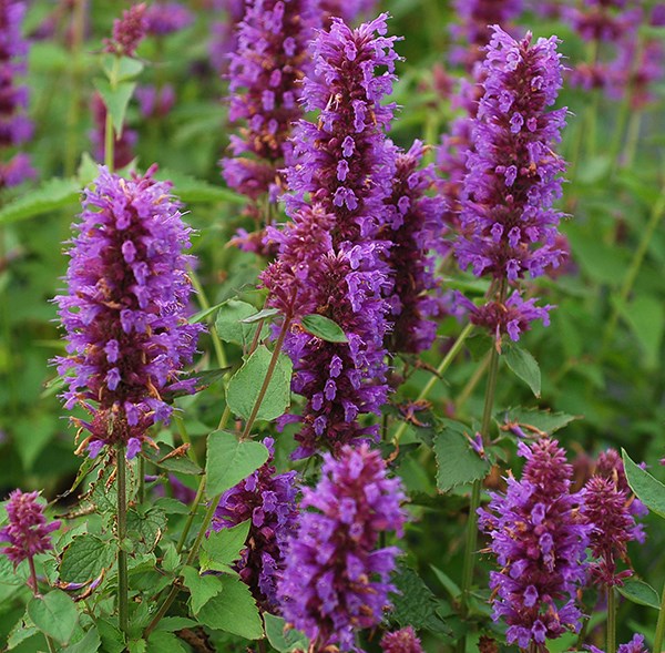<i>Agastache</i> 'Blue Boa' (PBR)