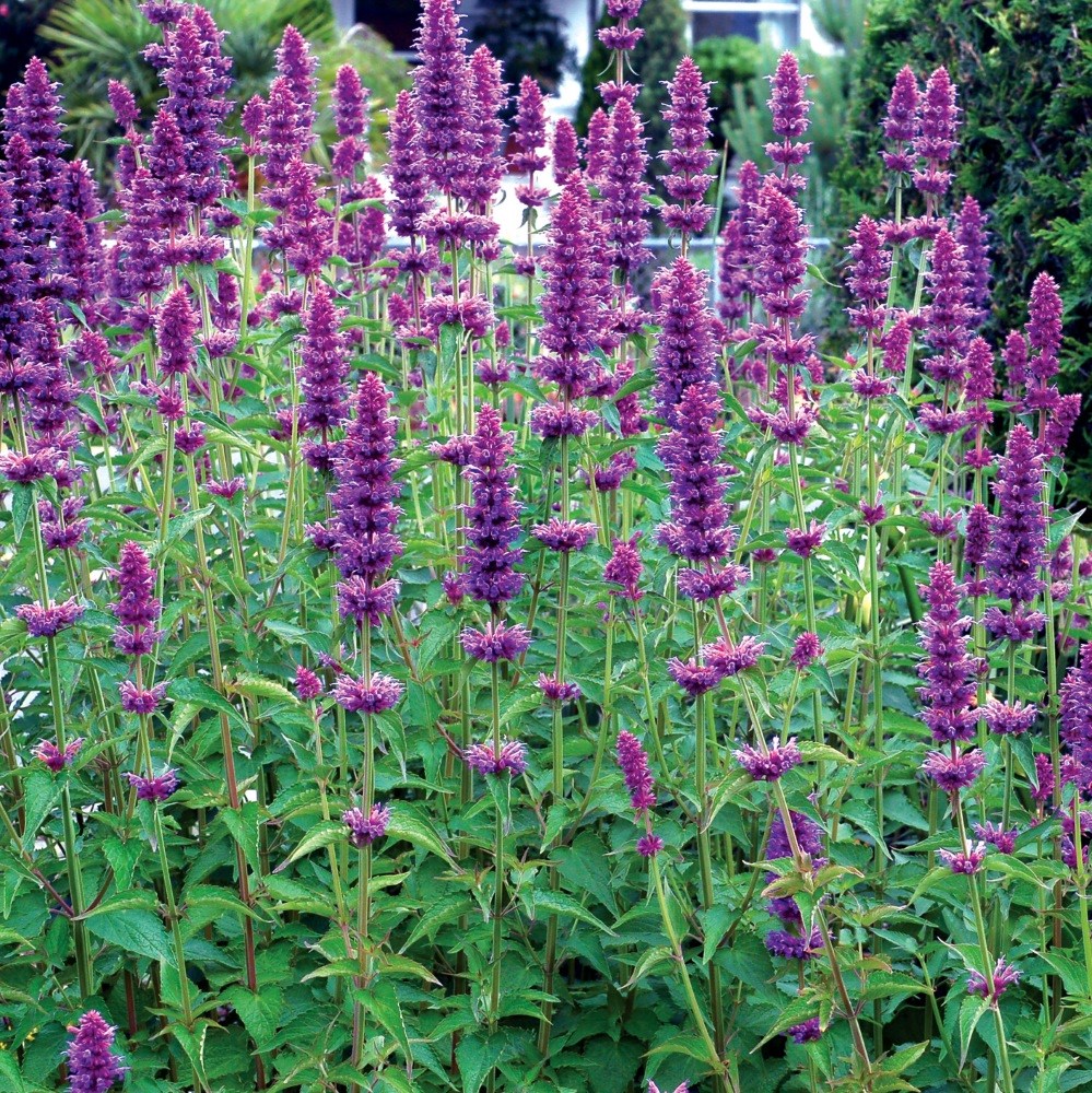 <i>Agastache</i> 'Blue Boa' (PBR)