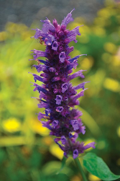 <i>Agastache</i> 'Blue Boa' (PBR)
