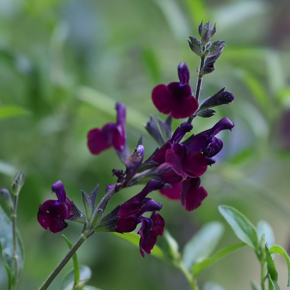 <i>Salvia</i> 'Nachtvlinder'
