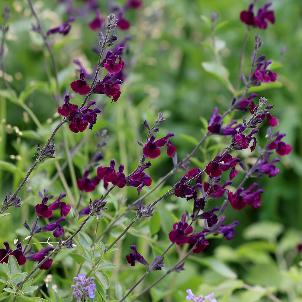 <i>Salvia</i> 'Nachtvlinder'