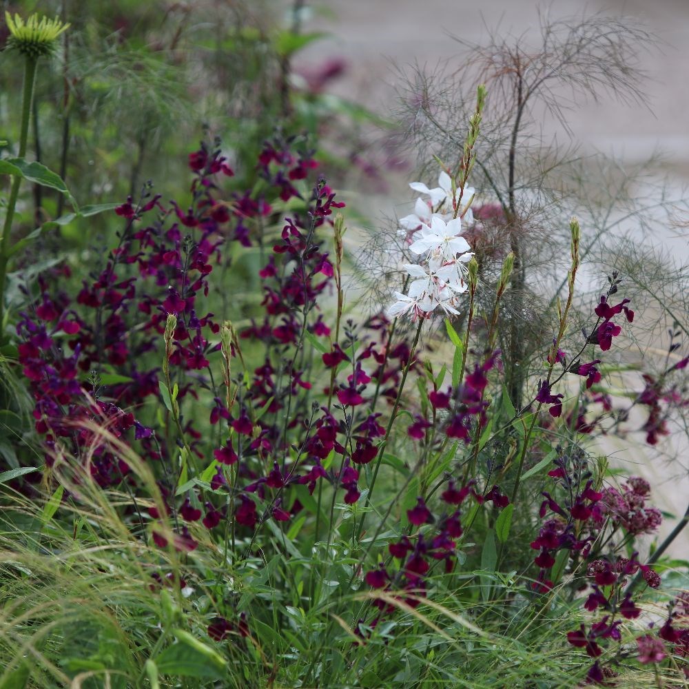 <i>Salvia</i> 'Nachtvlinder'