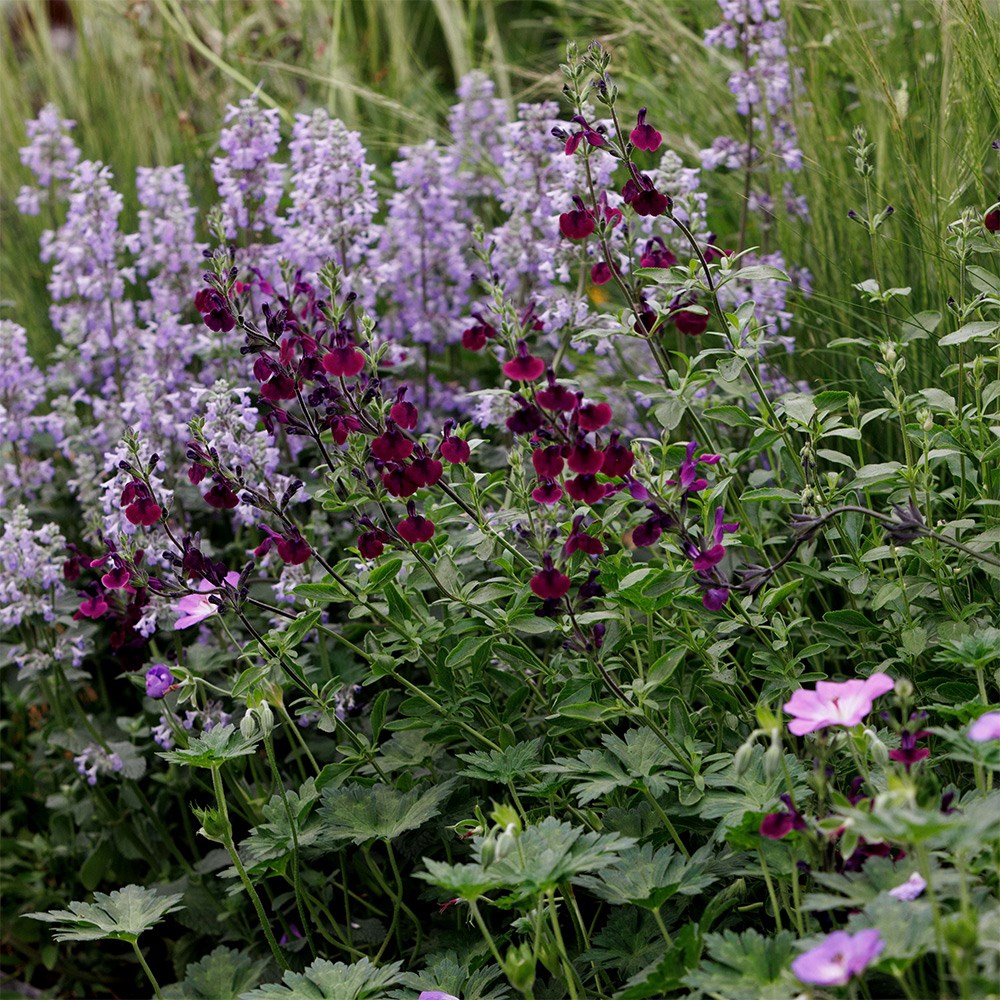 <i>Salvia</i> 'Nachtvlinder'