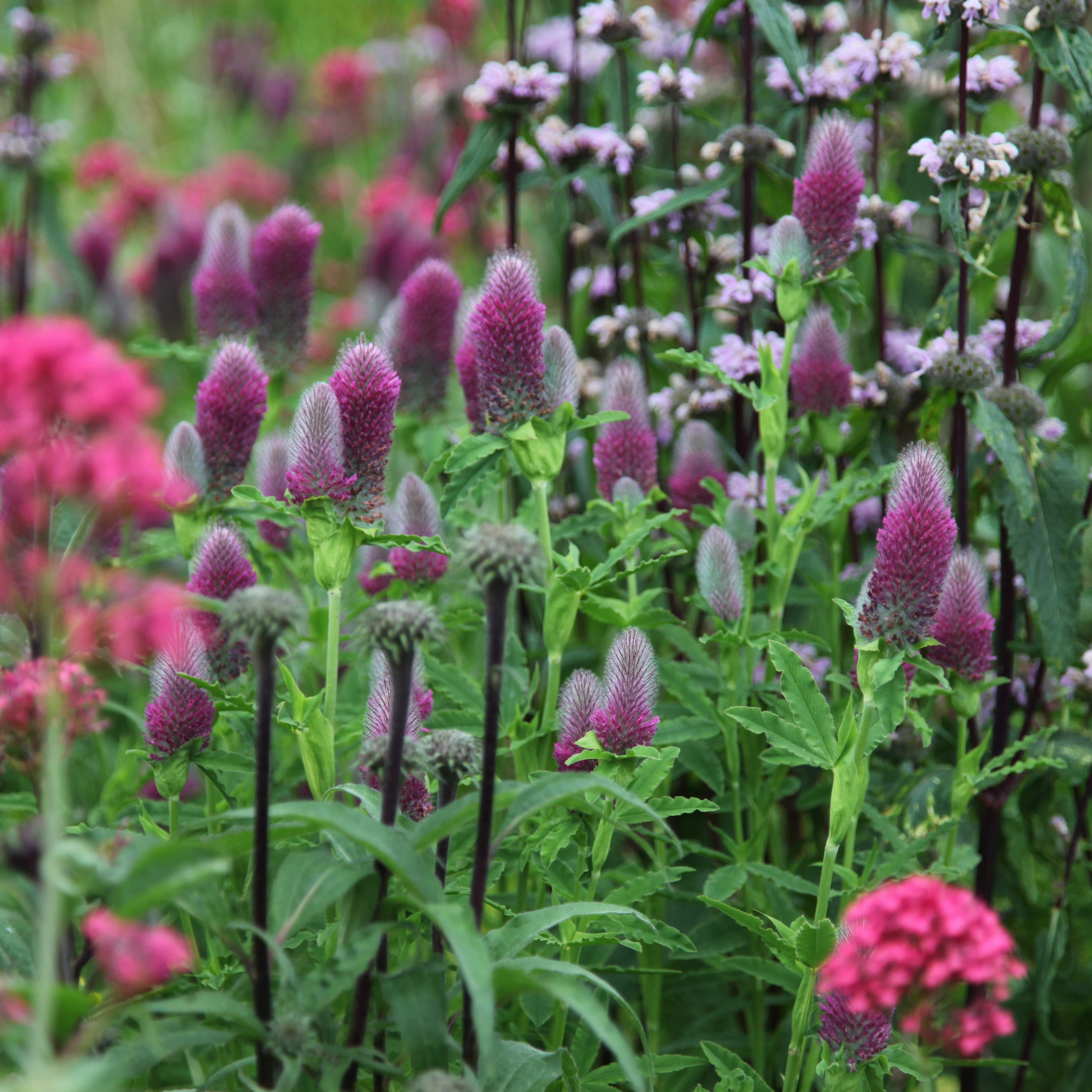 <i>Trifolium rubens</i> 