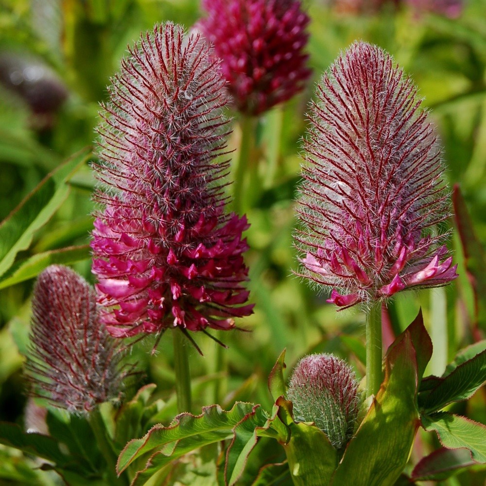 <i>Trifolium rubens</i> 