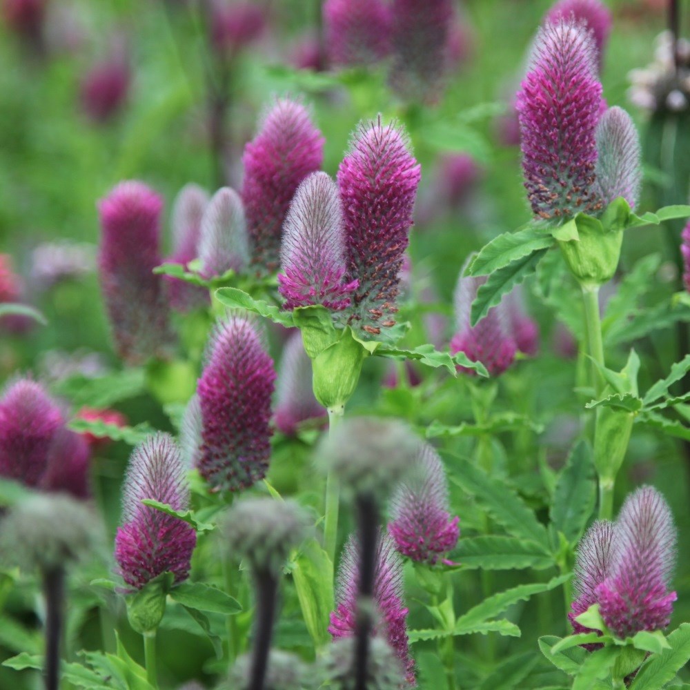 <i>Trifolium rubens</i> 