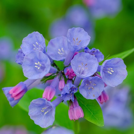 Mertensia virginica