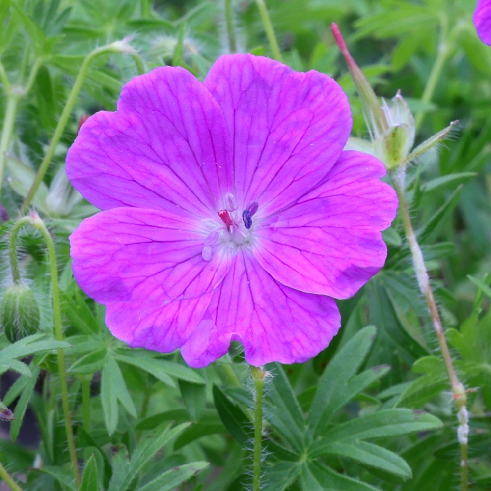 <i>Geranium sanguineum</i> 