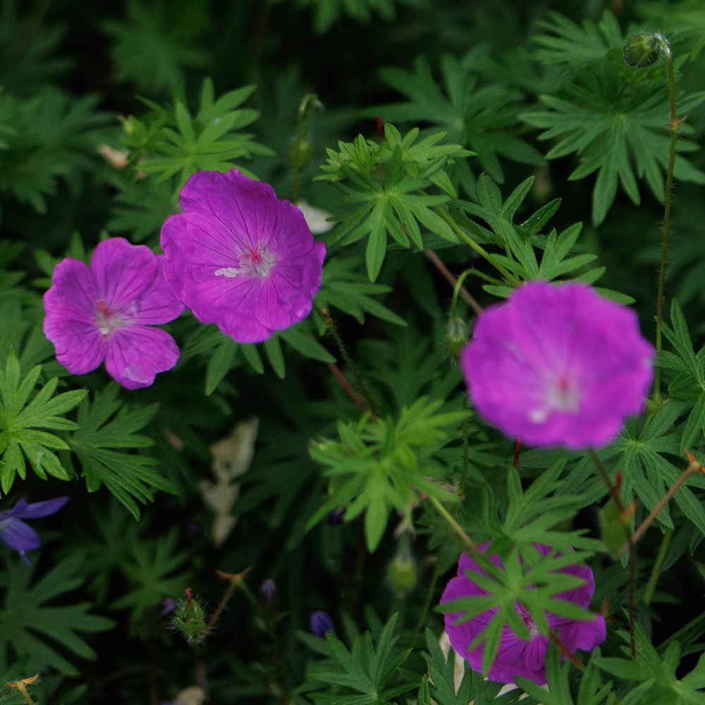 <i>Geranium sanguineum</i> 