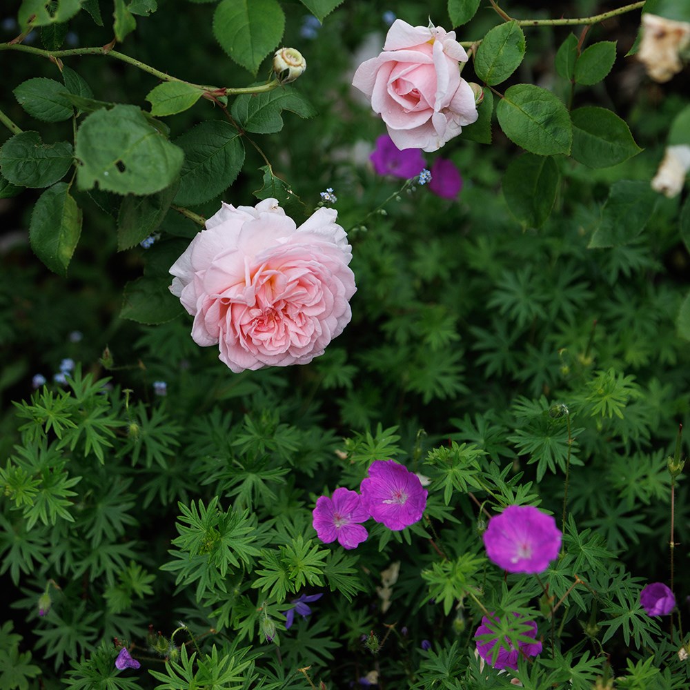 <i>Geranium sanguineum</i> 