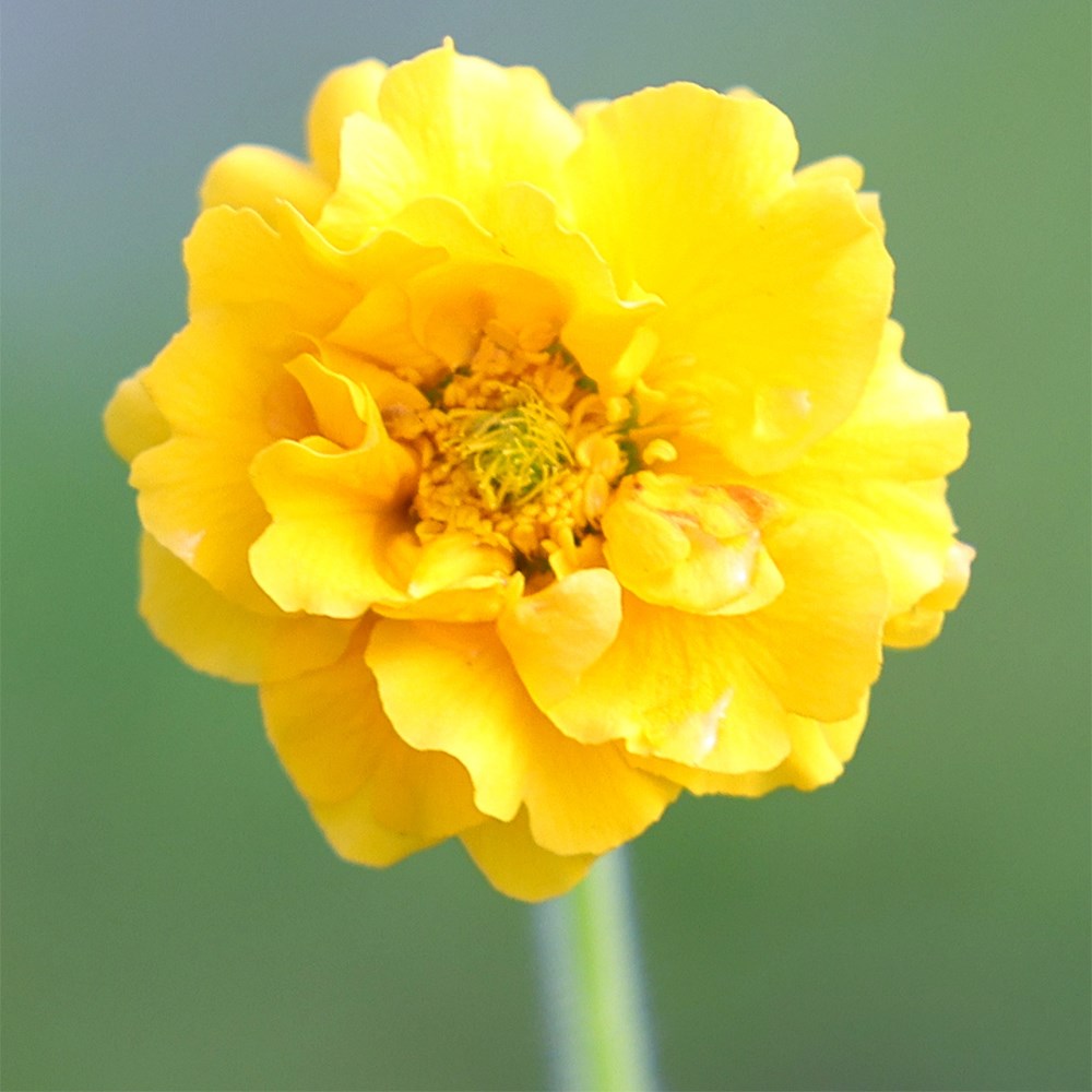 <i>Geum</i> 'Lady Stratheden'