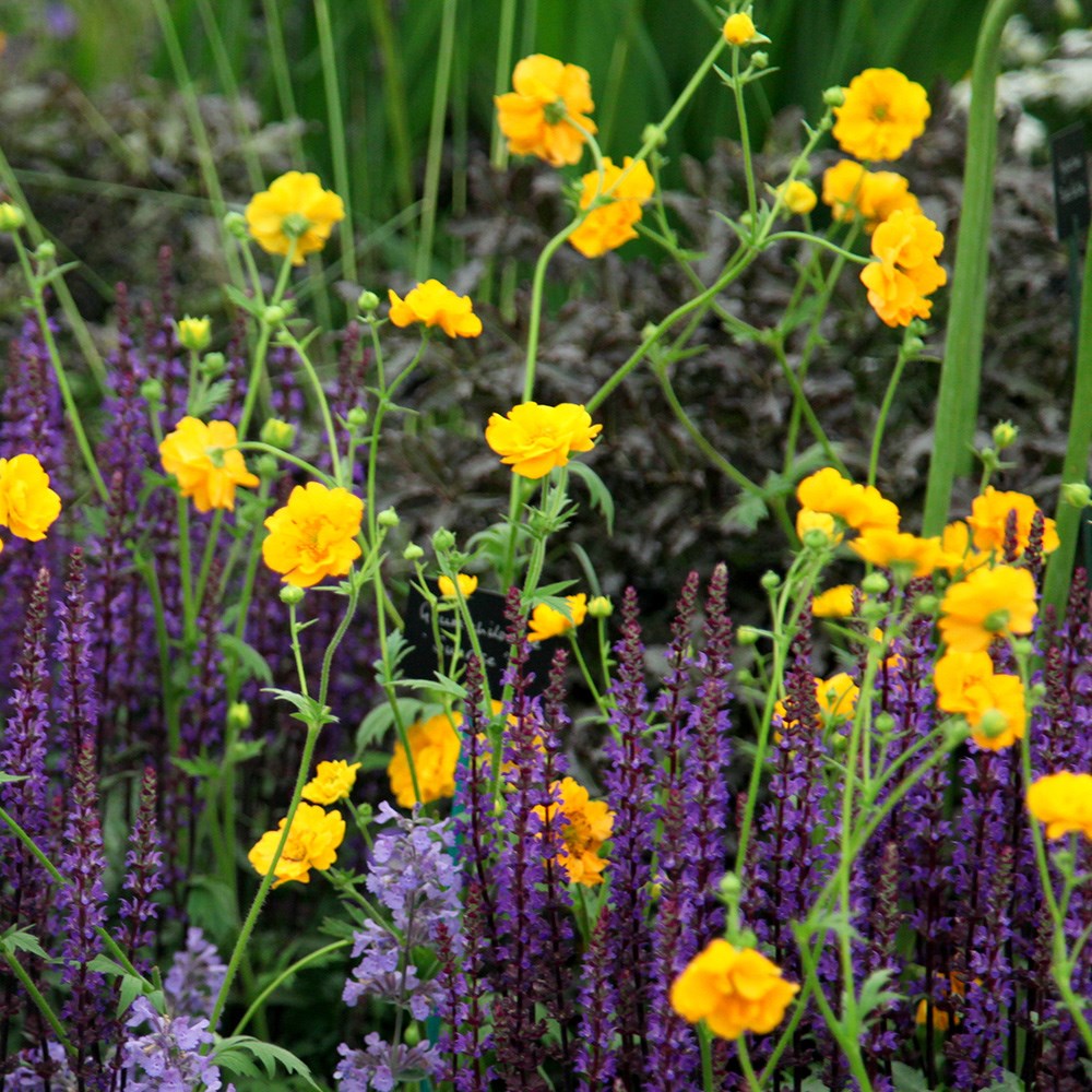 <i>Geum</i> 'Lady Stratheden'