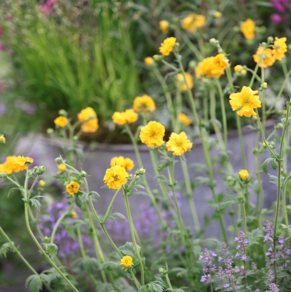 <i>Geum</i> 'Lady Stratheden'