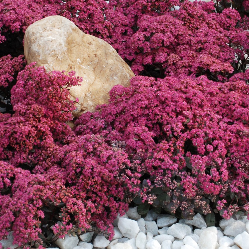 <I>Hylotelephium</i> 'Dazzleberry' (PBR) (SunSparkler Series)