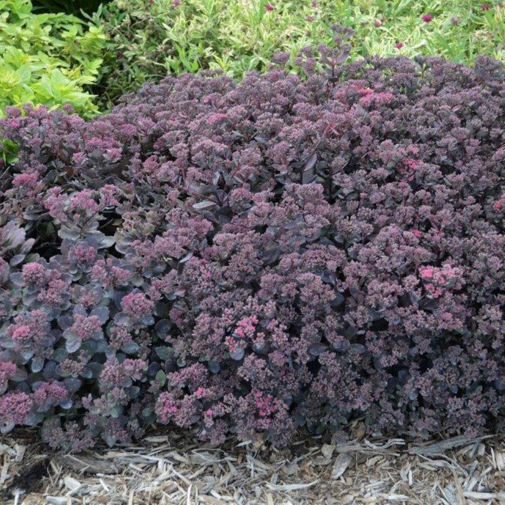 <I>Hylotelephium</i> 'Dazzleberry' (PBR) (SunSparkler Series)