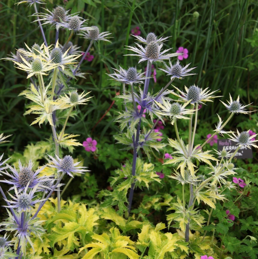 <I>Eryngium</i> × <i>zabelii</i> 'Neptune's Gold' (PBR)