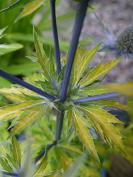 <I>Eryngium</i> × <i>zabelii</i> 'Neptune's Gold' (PBR)