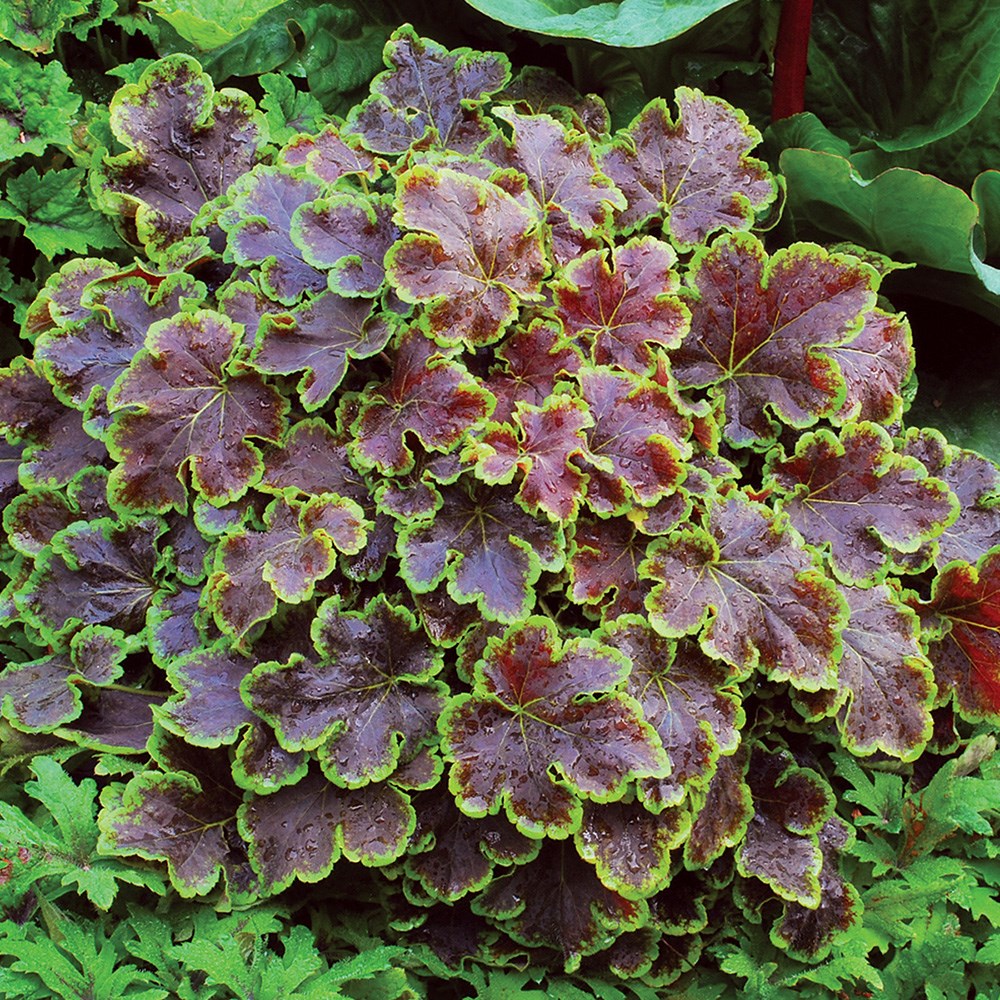 × <i>Heucherella</i> 'Solar Eclipse'